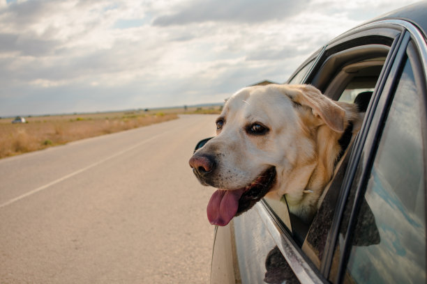 家畜在汽车里图片下载