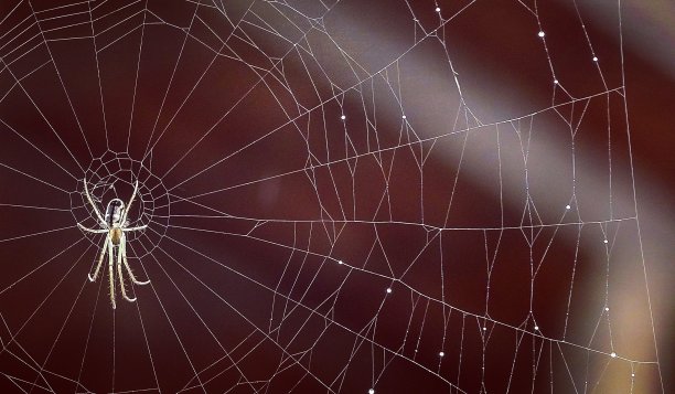 蜘蛛网图片下载