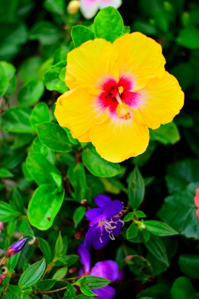 粉红色开花植物特写镜头图片下载