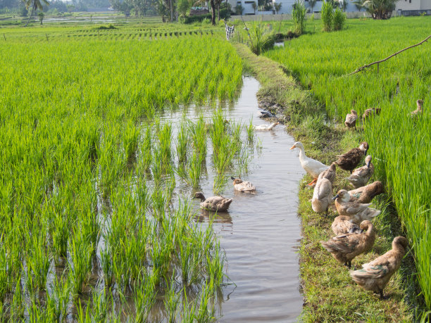 当地鸭子在潮湿的稻田里游泳和觅食素材图片