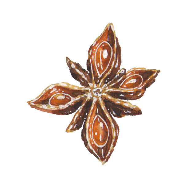 八角星插图。手绘水彩棕色茴香香料，艺术孤立在白色背景。圣诞装饰元素厨房或菜单图片下载