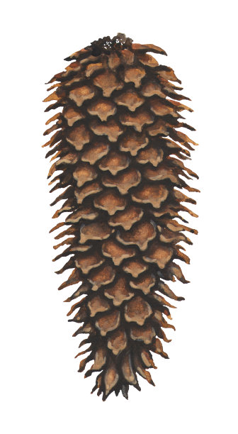干云杉锥水彩插图。手工绘制的松果孤立在白色背景上。图片下载
