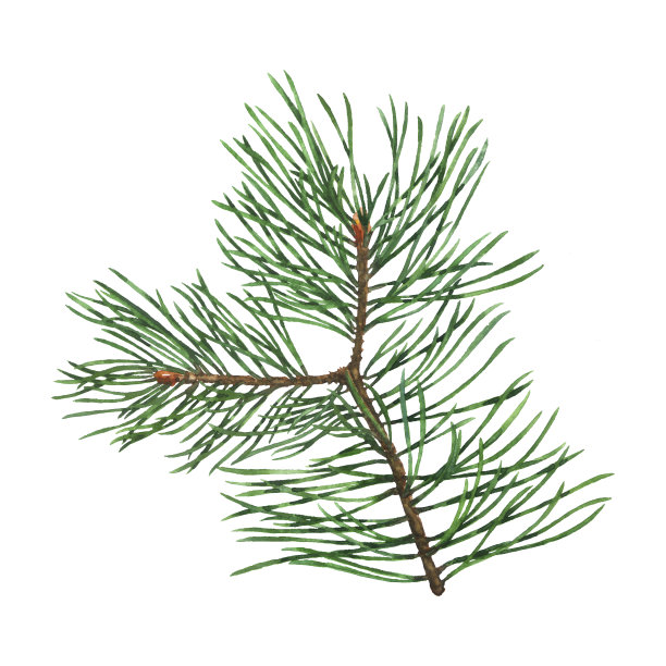 在白色背景上孤立的松枝。针叶树树枝手绘水彩插画。装饰元素图片下载