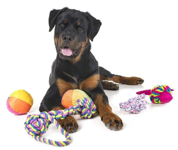 纯种的罗特韦尔犬图片下载