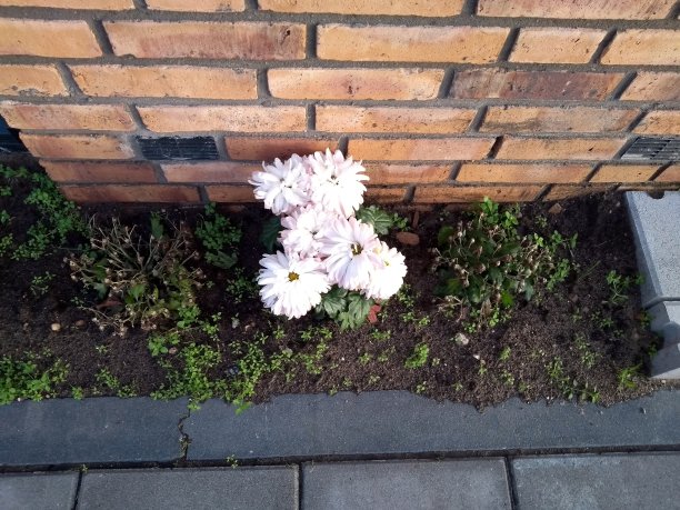 门饰白花庭园布置图片下载