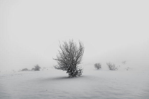 白雪皑皑、雾蒙蒙的冬日山上图片下载