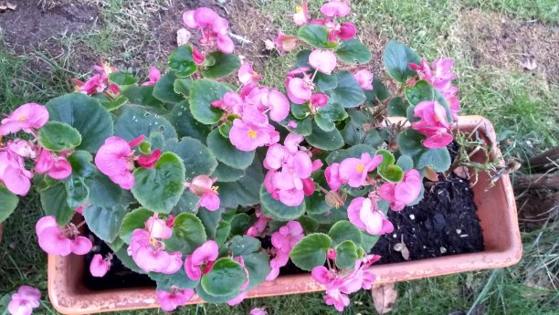 粉红色的花和花盆图片下载