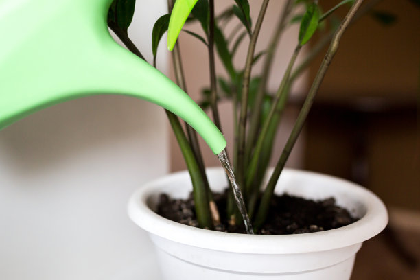 关怀的过程从一盆绿水浇到一盆花。图片下载