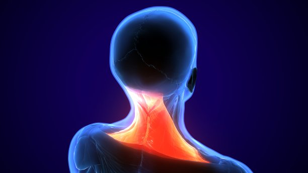 人体颈部肌肉解剖三维插图的教育。图片下载