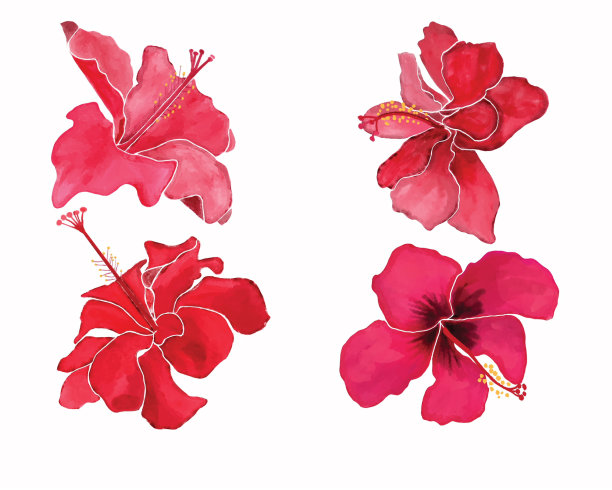 水彩插图美丽集芙蓉花图片下载