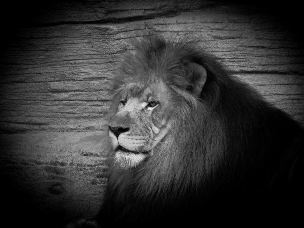 非洲狮黑白相间图片下载
