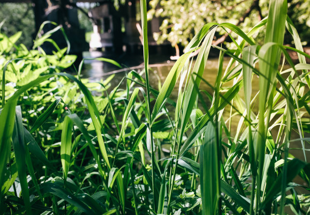 树木的根和树枝与绿色的草在水上的森林。大自然中天然的小河流。夏天阳光灿烂的日子。自由旅行创意照片。图片下载