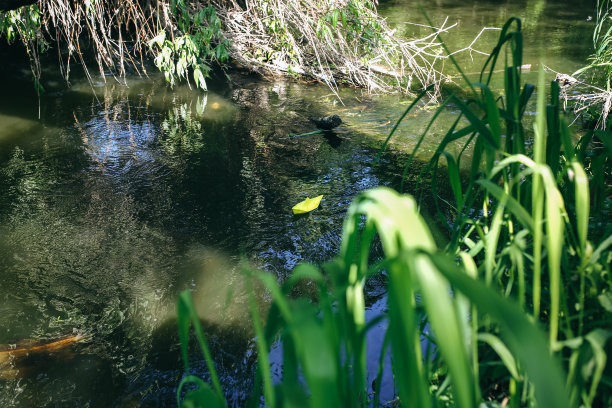 树木的根和树枝与绿色的草在水上的森林。手工制作的黄色纸船在大自然的小河流中自然流淌。夏天阳光灿烂的日子。自由旅行创意照片。图片下载