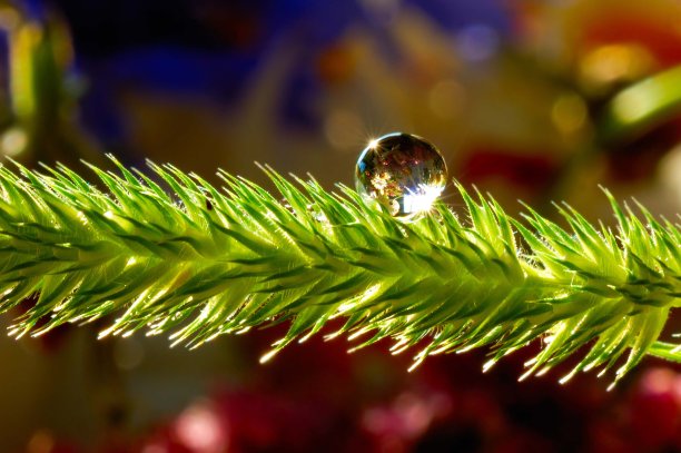 一滴雨落在绿色的小穗上图片下载