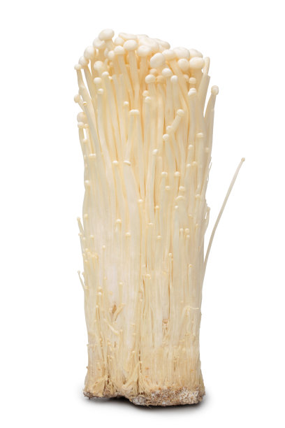 朴蘑蘑菇图片下载