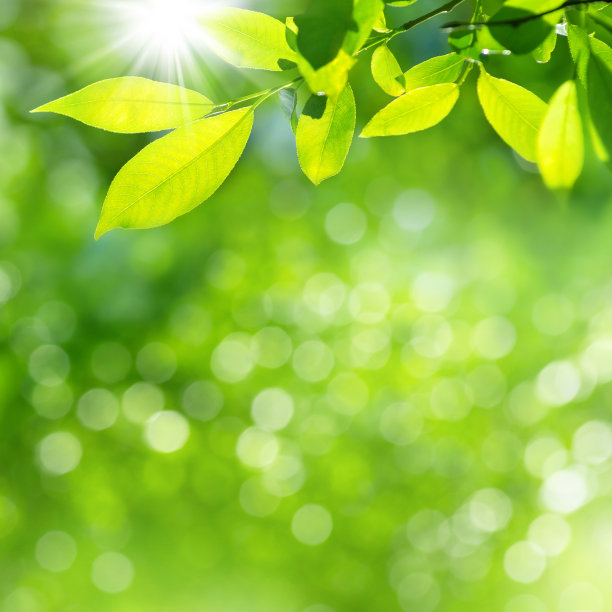 春天的自然背景图片下载