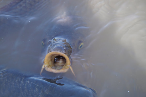 那张大嘴的鲤鱼。图片下载