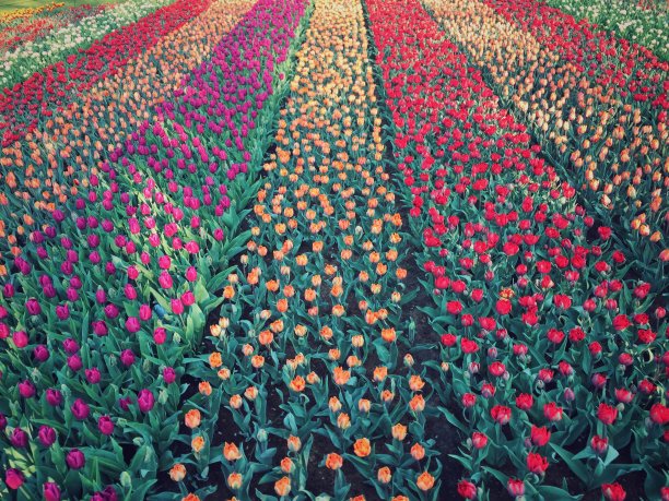 郁金香的背景图片下载