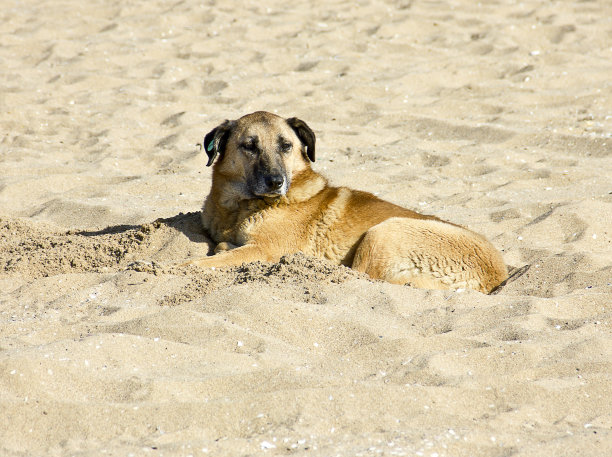 可爱的狗图片下载