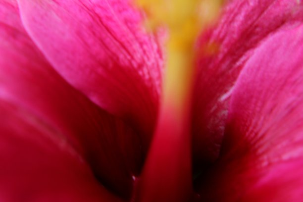 在斯里兰卡Piliyandala的一个家庭花园里看到的美丽的粉红色鞋花-锦葵-芙蓉花的近景图片下载