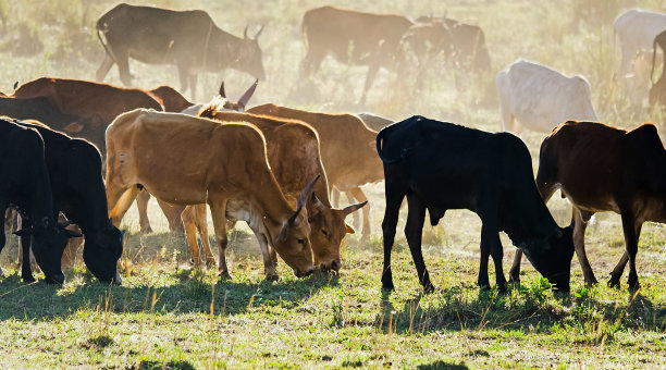 非洲纳塔尔中部泽西奶牛群。图片下载