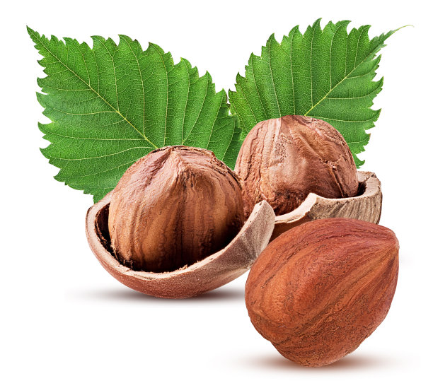 带壳的榛子，一个带叶子去皮。新鲜有机榛子图片下载