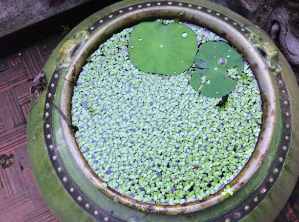 水罐和小水草图片下载