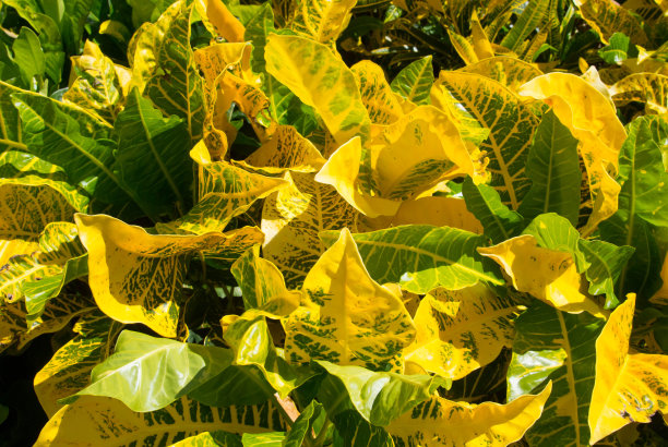 绿色和黄色叶热带植物图片下载