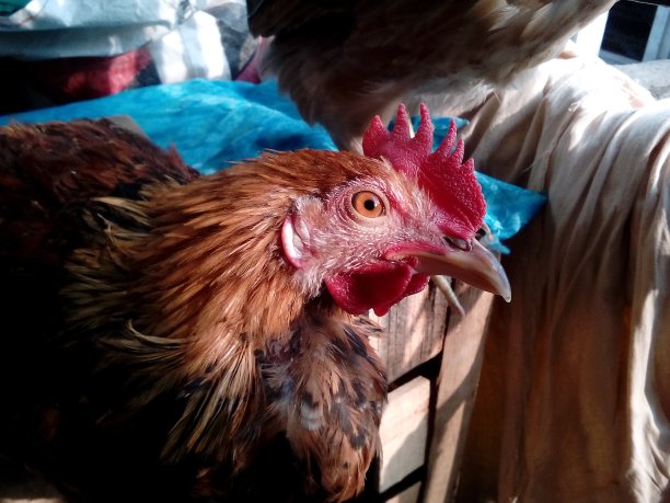 家里的宠物公鸡图片下载