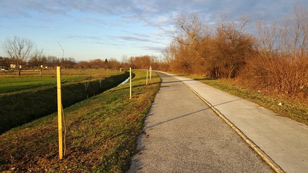 在日落时分，在人行道旁新种的树排成一排图片下载