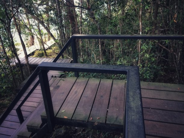 在美丽的自然森林里散步。图片下载