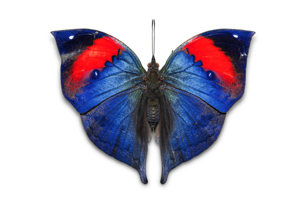 橙色橡树叶蝴蝶图片下载