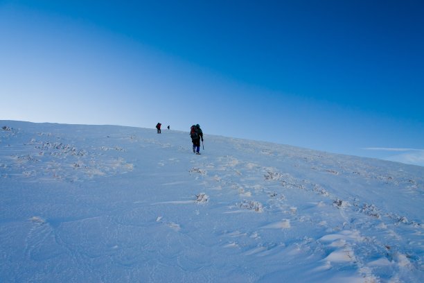 山天冬图片下载