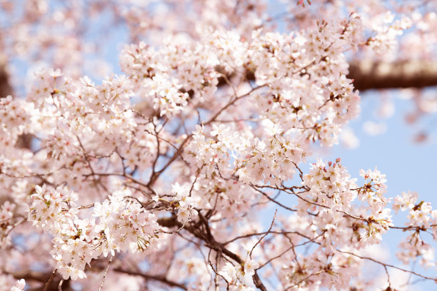 特写，抬头，低角度的生机勃勃的粉红色樱桃，樱花盛开的树枝，春天的花瓣，春天的华盛顿特区，阳光，阳光，阳光，光，背光图片下载