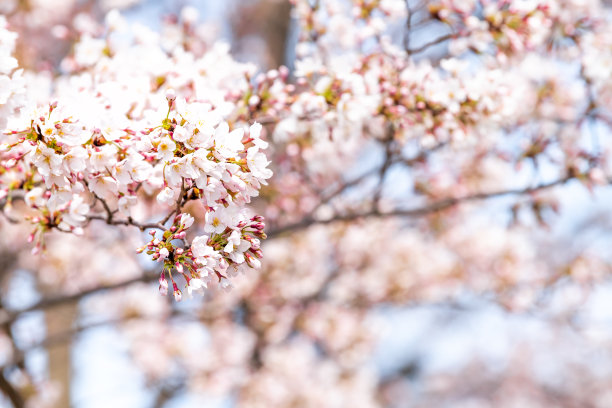 抬头，低角度近距离观看一个充满活力的粉红色樱花樱花树枝，蓝色的天空，花瓣在春天华盛顿特区，太阳，阳光，阳光，光，散景，模糊的背景图片下载