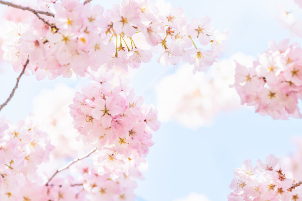 抬头，低角度近距离观看一个充满活力的粉红色樱桃，樱花盛开的树枝，花瓣在春天，春天华盛顿特区，阳光，阳光，阳光，光，背光图片下载