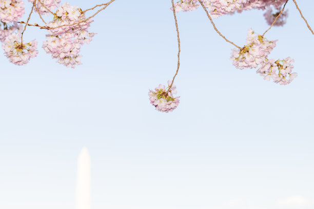 背景是充满活力的粉色樱桃，樱花盛开的树枝，春天的花瓣，华盛顿特区，纪念碑图片下载