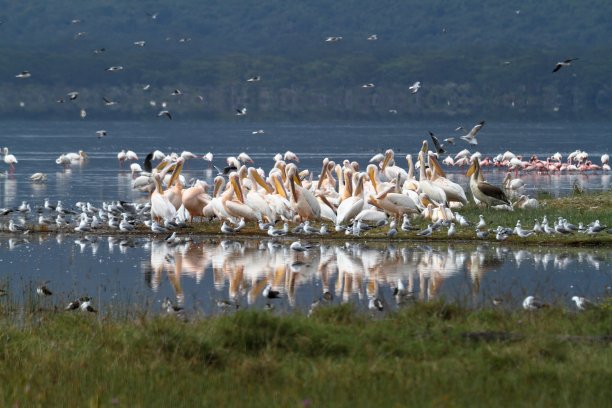 科尼亚的纳库鲁湖图片下载