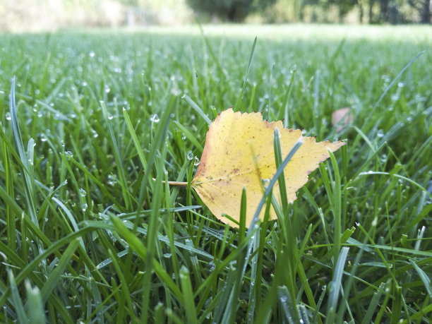 秋天黄叶上绿草带着水珠，微距特写。图片下载