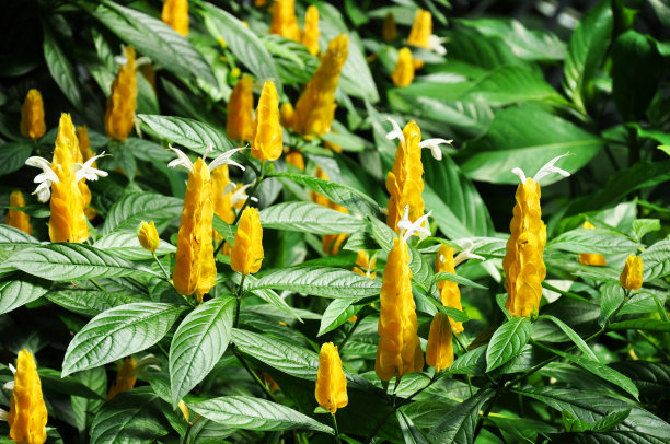 美丽的黄绿结合的大自然图片下载