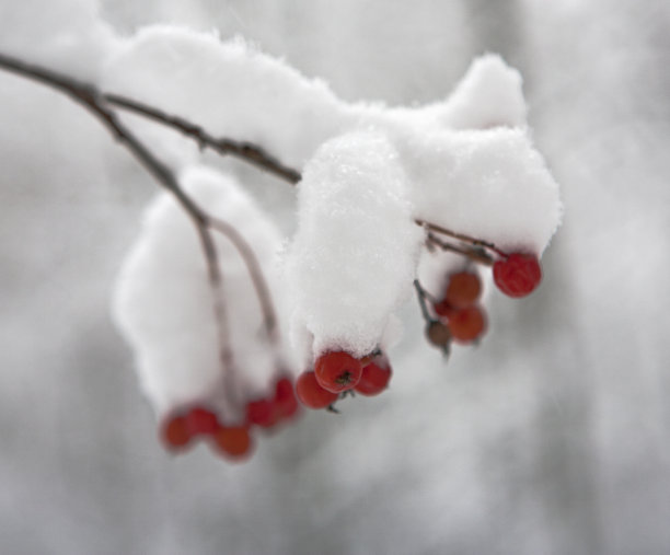 花楸红浆果图片下载