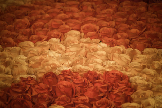 玫瑰，春天绽放大自然的美图片下载