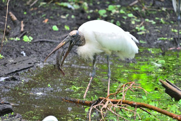 木鹳和鱼图片下载