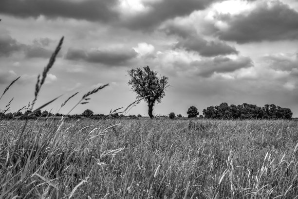 这张黑白照片拍摄的是一棵孤零零的树站在易北河附近的草地上，德国中世纪小镇Hitzacker图片下载