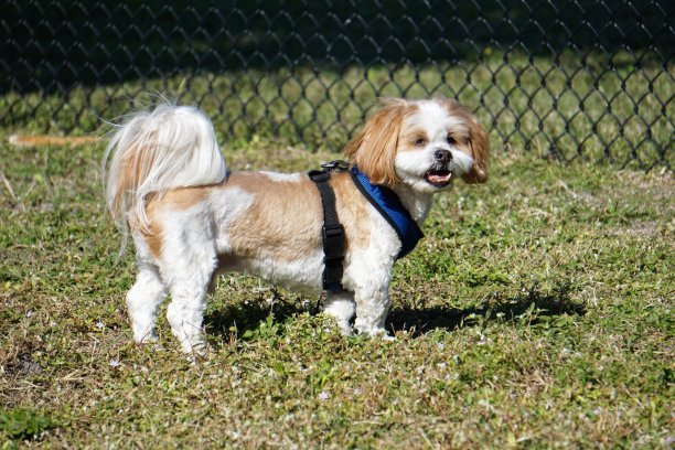 拉萨阿普索在狗公园图片下载