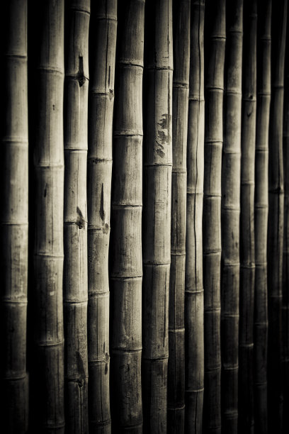 竹子的背景图片下载