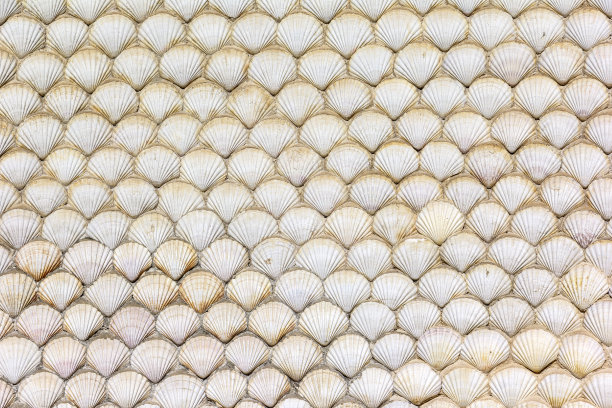 扇贝，装饰墙壁。扇贝是一个常见的名称，主要是指许多种咸水蛤蜊中的任何一种图片下载