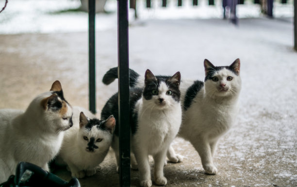雪地上的四只友善的猫图片下载