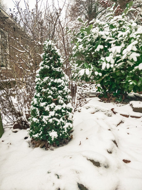 真正的圣诞树在下雪的一天图片下载