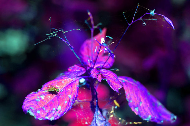 在森林里的树叶上飞翔。蜘蛛网上的植物和干燥的叶子是同一植物。照片颜色不正确:紫色和蓝色创意接待图片下载